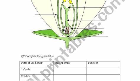 flower parts worksheet pdf