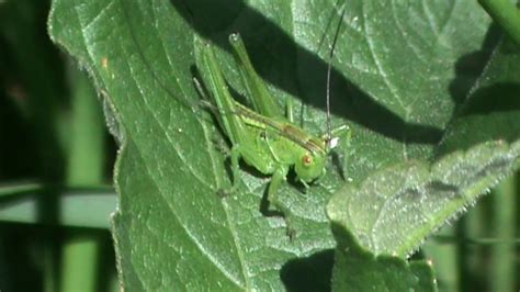 Tettigonia viridissima linnaeus, 1758 sauterelle verte famille: Sauterelle verte en Bretagne - YouTube