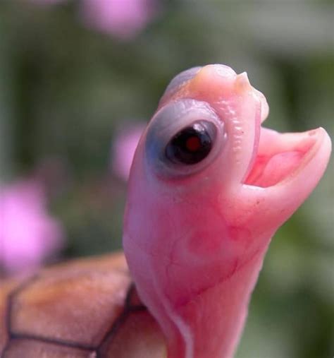 Psbattle A Pink Recently Hatched Baby Sea Turtle Rphotoshopbattles