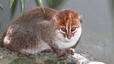 Flat headed cat kingdomanimalia phylum: Fantastic Little-Known Felines Flat-Headed Cat || Facts ...