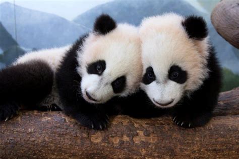 Zoo Atlantas Giant Panda Twins Play All Day Zooborns