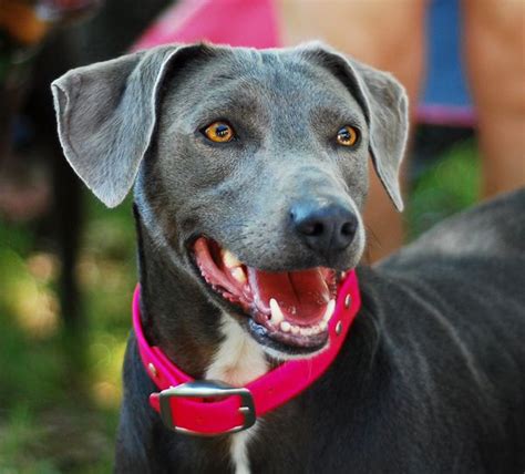 Blue Lacy — Intelligent Active And Alert This All Around Working