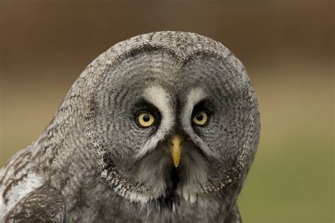 Owl Eyes Visited Thoreau Farm