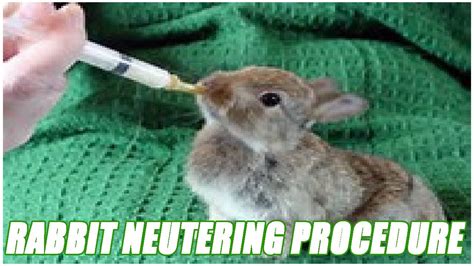 rabbit neutering procedure youtube