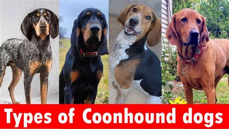 6 Types Of Coonhound Dog Breeds Types Of Coonhound Dogs Youtube