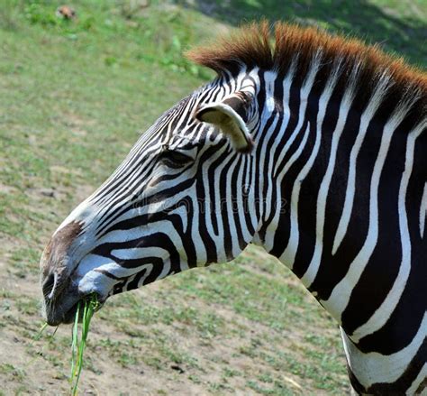 Wild Zebra Stock Photo Image Of Wild Living Planet 57700356
