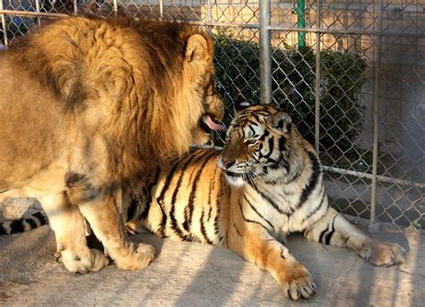 Liger Kreuzung Aus Löwe Und Tiger Wie Der Tierhybrid Entsteht Galileo
