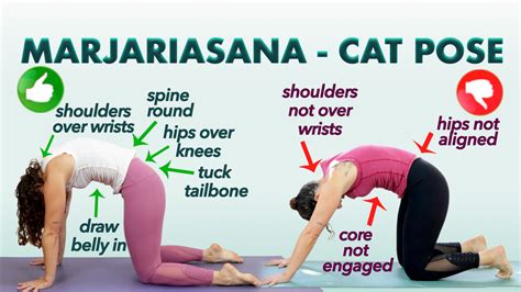 Cat Pose In Yoga Marjariasana Jivayogalive