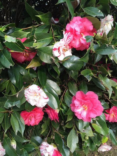 Different Camellia Blooms Common Walter Reeves The Georgia Gardener