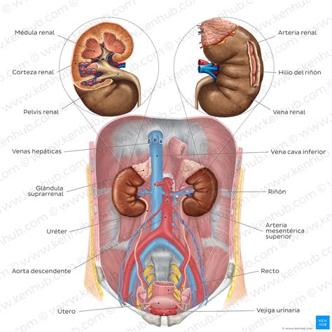 Sistema Urinario Aprende Con Diagramas Y Cuestionarios Kenhub The