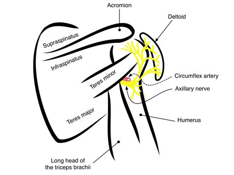 Axillary Nerve Deltoid — Highland Em Ultrasound Fueled Pain Management