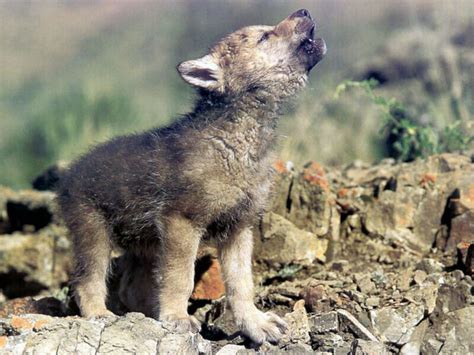 Cute Baby Wolf Wallpaper Wallpapersafari