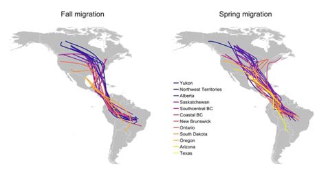 Nighthawk Migration And Wintering Areas