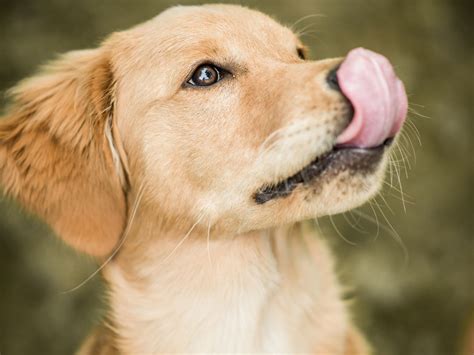 Why Does Your Dog Lick Its Nose Flipboard