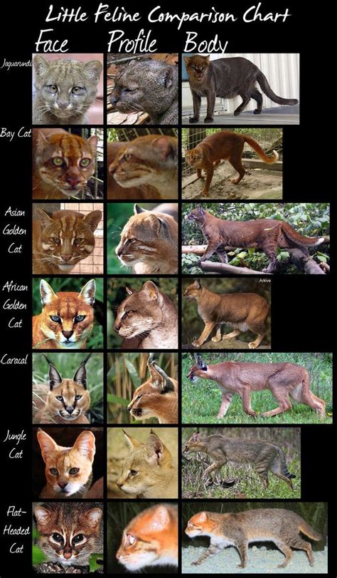 Wild Cats Species Comparison Chart Small Cats By Hdevers On