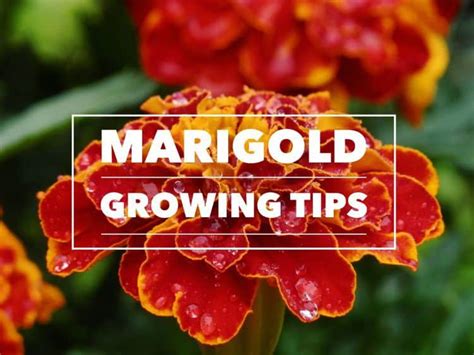 Marigolds are one of my all time favorite flowers so i plant them in my yard every year. How to Grow Marigolds - Gardening Channel