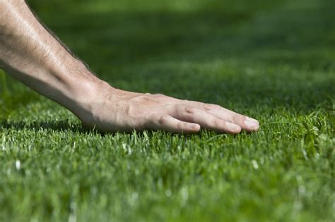Why Choose A Professional Lawn Mowing Service For Your Lawn Atlantic