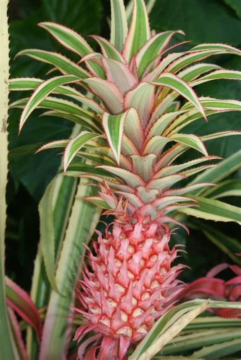 Pink Pineapples In Florida