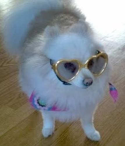 Doggles Dog Sunglasses Dog Goggles