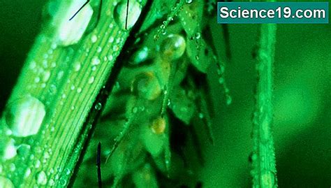 Warum Sind Libellen Wichtig Wissenschaftliches Und Beliebtes