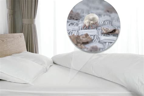 Hilfe und tipps ratgeber ungeziefer. Milben im Bett: Wie kann man Bettmilben bekämpfen?