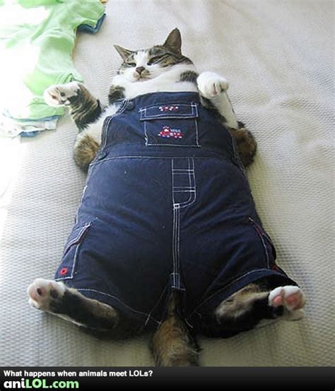 2 Cute Animal Pics Funny Fat Cat Wearing Overalls