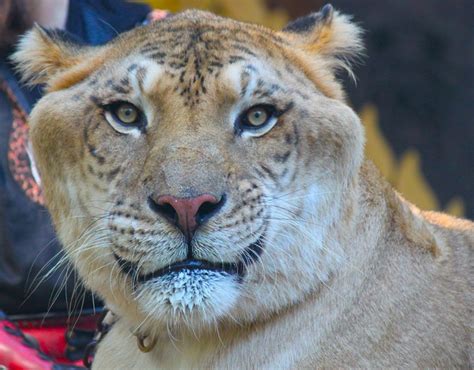 127 Best Images About Liger On Pinterest Hercules Cats And Golden Tiger