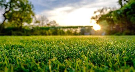 Local Lawn Care Services In Maryland Heights Mo Green Envy Lawn Care