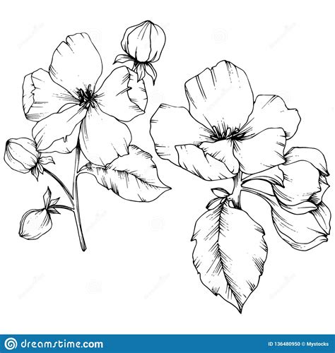 Vector Apple Blossom Floral Botanical Flower Black And White Engraved