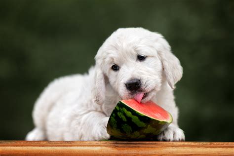 The question of how much to feed your golden retriever puppy is one of the most important questions to have the answer to before bringing a puppy home. How Much to Feed a Golden Retriever Puppy: A Daily Guide