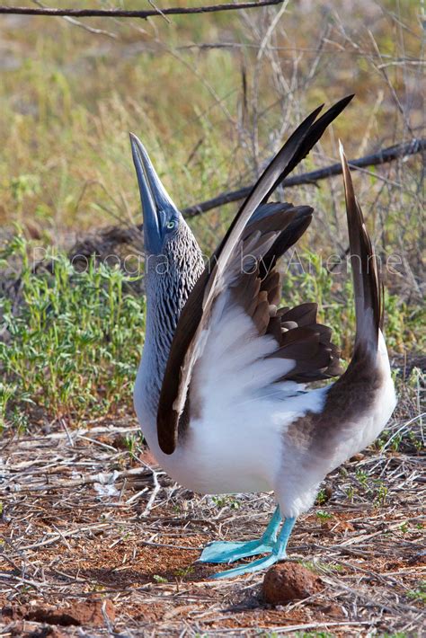 Blue Footed Booby Mating Dance Etsy