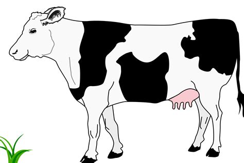 Cow Head Png Hd Transparent Cow Head Hdpng Images Pluspng