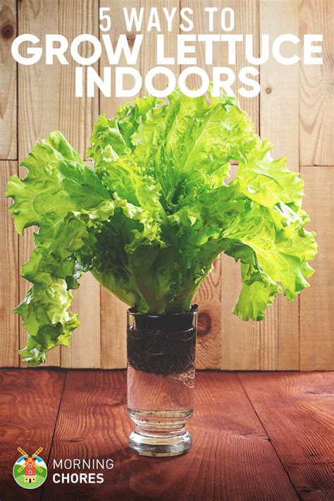 5 Proven Ways To Growing Lettuce Indoors And In Containers Year Round