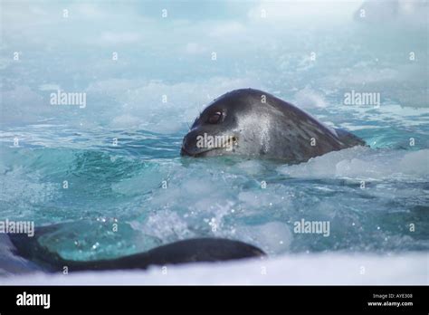 Weddell Seal In Ice Hole At Coulman Island Hi Res Stock Photography And Images Alamy