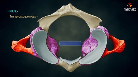 The Atlas Anatomy First Cervical Vertebrac1 Head And Neck
