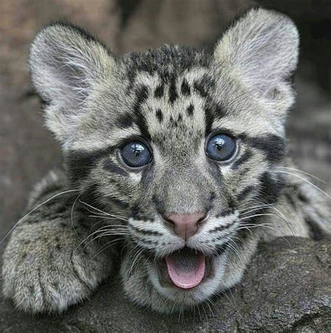 Aww Cute Animals Clouded Leopard Small Wild Cats