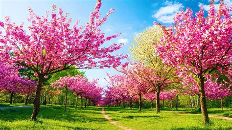 „wiosna To Czas Kiedy Ziemia Ukazuje Swoje Zielone Piękno A Cała