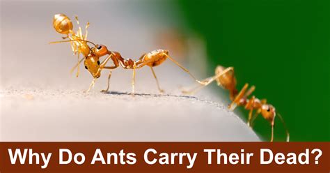Why Do Ants Carry Their Dead Ant Funeral Behavior Scifaqs