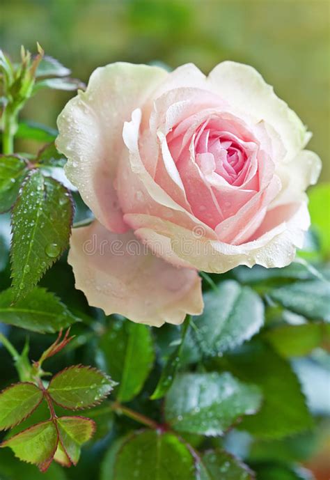 Pink Rose Stock Image Image Of Decoration Beauty Blooming 23126569