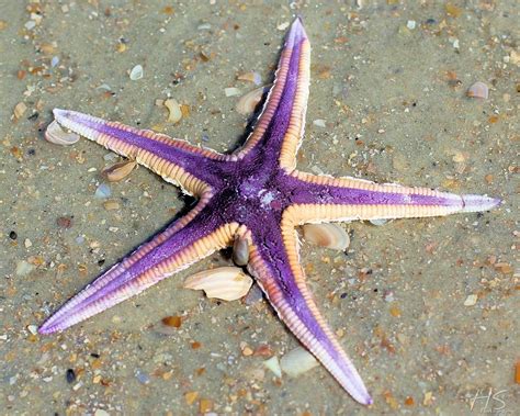 Purple Starfish Art