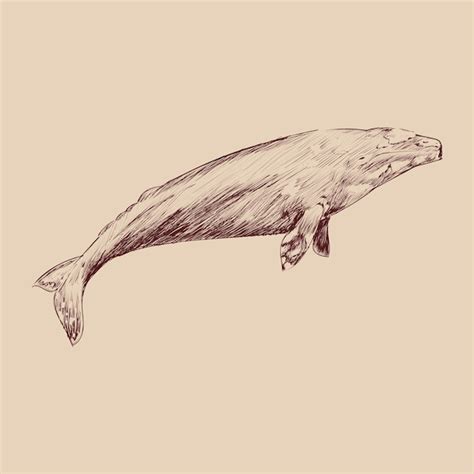 Premium Vector Illustration Drawing Style Of Gray Whale