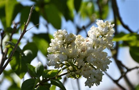 Pretty White Common Lilacs Blooming And Flowering On A Bush Stock Image