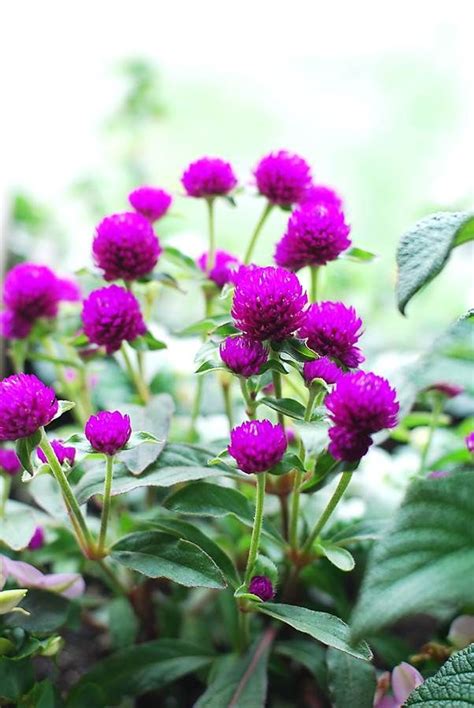 14 Best Images About Gomphrena On Pinterest Gardens Sun