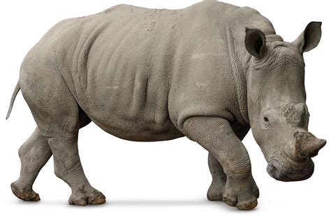 White Rhino Facts White Rhinoceros For Kids Dk Find Out