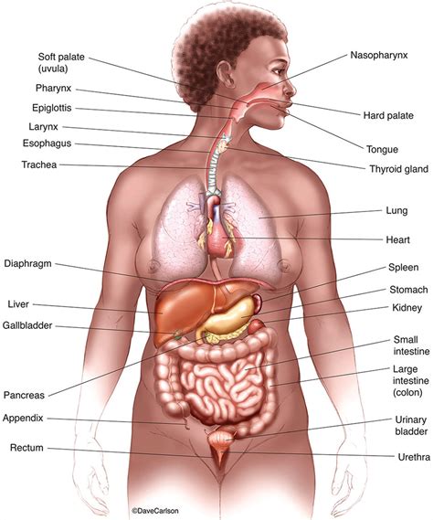 Human body , the physical substance of the human organism, composed of living cells and extracellular materials and organized into tissues , organs , and systems. Picture Of Internal Organs In The Human Body - picture of