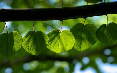 Spring Desktop Leaves Leaf Wallpapers Widescreen Bokeh