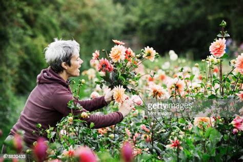 Woman Picking Flowers Photos And Premium High Res Pictures Getty Images