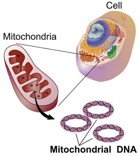 Mitochondrion Definition Structure And Function Biology Dictionary