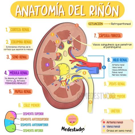 Anatomía Del Riñón Anatomía Anatomía Médica Cosas De Enfermeria
