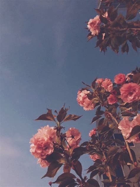 Flowers Sky And Rose Imageの画像 Flower Aesthetic Aesthetic Images